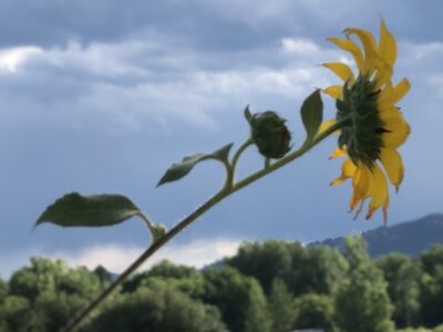 Sunflower with mountains in distance