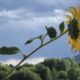 Sunflower with mountains in distance