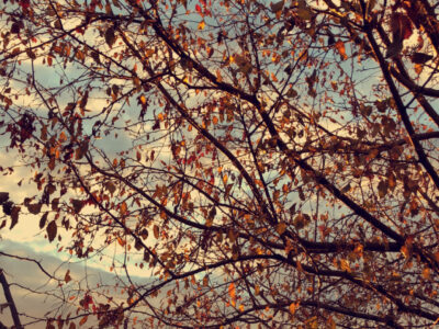 Tree branches with yellow leaves clinging