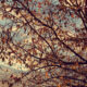 Tree branches with yellow leaves clinging