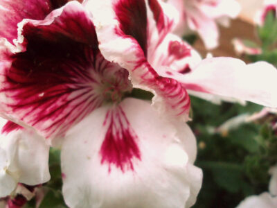 Pink and white flower up close