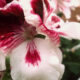 Pink and white flower up close