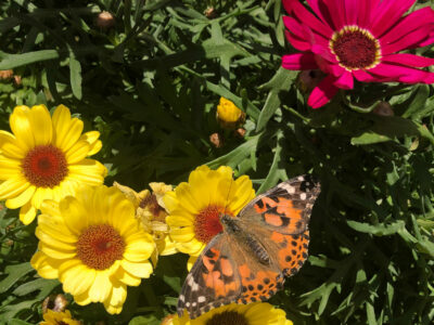 Flowers with Butterfly