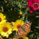 Flowers with Butterfly